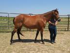 Adorable little mare ready to start your way Great disposition