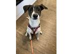 Rosie, Jack Russell Terrier For Adoption In South Surrey, British Columbia