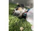 Adopt Ava a Tricolor (Tan/Brown & Black & White) Rat Terrier / Mixed dog in