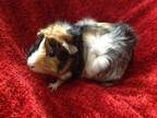 Adopt Mirabel a Guinea Pig small animal in Williston, FL (34309338)