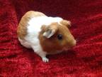 Adopt Isabela a Orange Guinea Pig small animal in Williston, FL (34309337)