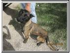 Adopt Ell aka Luna-located in OK a Tan/Yellow/Fawn Belgian Malinois / Mixed dog