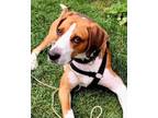 Adopt Rudy a Brown/Chocolate - with White Foxhound / Mixed dog in Toronto