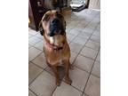 Adopt Quinn a Tan/Yellow/Fawn - with Black Black Mouth Cur / Mixed dog in