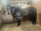 Nice 3 yr old mare ready to run