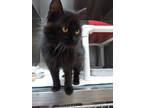 Adopt Lucy a Domestic Long Hair