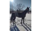 Registered TWH Mare