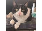 Adopt Milka a Black & White or Tuxedo Domestic Mediumhair (medium coat) cat in