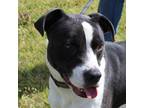 Adopt Snoopy a Black - with White Pointer / Mixed dog in Claremore