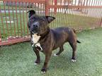 Adopt BUTTONS a Staffordshire Bull Terrier, Mixed Breed