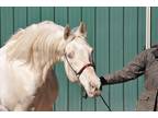 Cremello Saddlebred Stallion