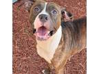 Adopt Hylia a American Staffordshire Terrier