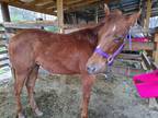 Chestnut mare yearling