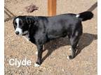 Adopt Clyde a Border Collie