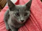 Adopt Cinderella a Domestic Medium Hair