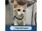 Adopt Tokyo Drift a Domestic Short Hair