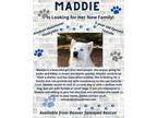 Adopt Maddie a Alaskan Malamute, Siberian Husky