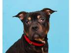 Adopt Flynn a Rottweiler