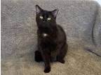 Adopt Jack Black a Domestic Short Hair