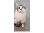 Adopt Misha only cat no dogs a Egyptian Mau, Persian
