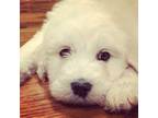 Great Pyrenees Puppy for sale in Chapel Hill, TN, USA