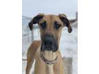 Adopt Sophie a Great Dane