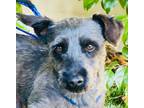 Adopt DANNY a Gray/Blue/Silver/Salt & Pepper Schnauzer (Miniature) / Mixed dog