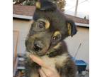 Adopt Kingston(Logan) (Pup 6 LIME GREEN) a Black - with Brown, Red, Golden