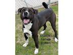 Adopt Robin a Black - with White Pit Bull Terrier / Mixed dog in Calgary