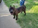 Adopt Duke a Brindle Cane Corso / Mixed dog in Calgary, AB (34321507)