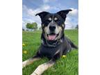 Adopt Axel a Australian Cattle Dog / Husky / Mixed dog in Penticton