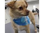 Adopt Zeus a Tan/Yellow/Fawn Rat Terrier / Pug / Mixed dog in Phoenix