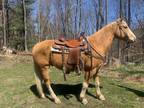 9 year old Golden Palomino great temperament