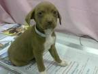 Adopt FLOR a Staffordshire Bull Terrier, Mixed Breed