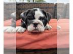 English Bulldog PUPPY FOR SALE ADN-364896 - English bulldogs