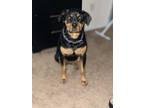 Adopt Valencia a Brown/Chocolate - with Black Rottweiler / Mixed dog in