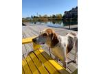 Adopt Brie a Tricolor (Tan/Brown & Black & White) Foxhound / Mixed dog in