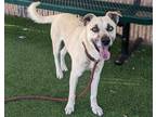 Adopt JAX A Tan/Yellow/Fawn - With Black Black Mouth Cur / Mixed Dog In Mesa