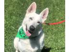 Adopt Atlas a White German Shepherd Dog / Mixed dog in Mission Viejo