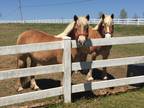 Matched Pair of Haflingers Mare Gelding