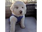 Great Pyrenees Puppy for sale in Carrollton, GA, USA