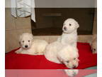 Goldendoodle PUPPY FOR SALE ADN-365397 - F1 goldendoodle puppies ready soon