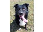 Adopt Bo a Black Retriever (Unknown Type) / Collie / Mixed dog in St.