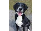 Adopt Dippy a Black Labrador Retriever / Border Collie / Mixed dog in St.