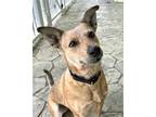 Adopt RED TAWNY a Australian Cattle Dog / Mixed dog in Franklin, TN (34341539)