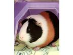 Adopt Cow a Guinea Pig small animal in Staten Island, NY (34341037)