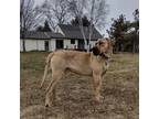 Adopt Vinny a Brown/Chocolate Mastiff / Mixed dog in Cedar, MN (34339491)