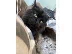 Adopt Leah a All Black Domestic Longhair (long coat) cat in Monmouth