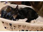 Adopt Horace a Black & White or Tuxedo Domestic Shorthair (short coat) cat in