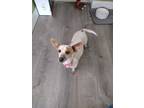 Adopt Peach a White - with Brown or Chocolate Dachshund / Mixed Breed (Small) /
